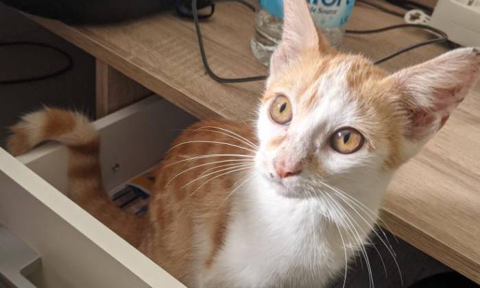 Puzzle Chat dans le tiroir