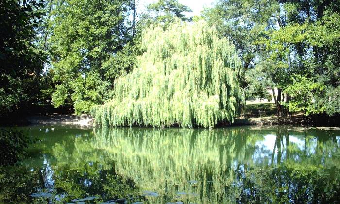 Puzzle sur la Dronne