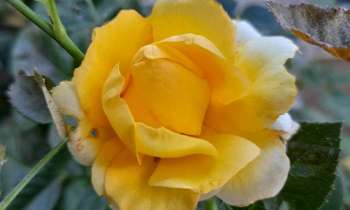 Puzzle 7298 - Ma première rose jaune