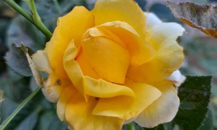 Puzzle Ma première rose jaune