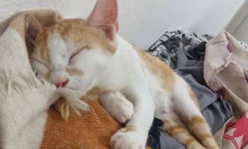 Puzzle 7137 - Sieste