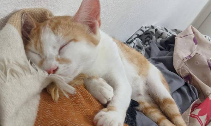 Puzzle Sieste