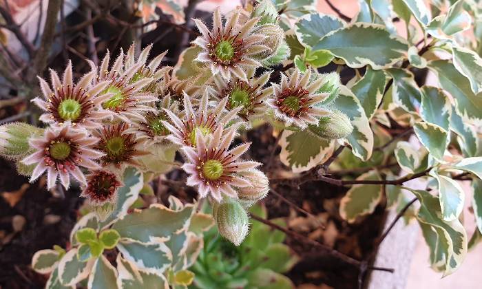 Puzzle Fleurs en pot