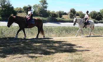 Puzzle 7174 - Chevaux