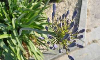 Puzzle 7484 - Fleur