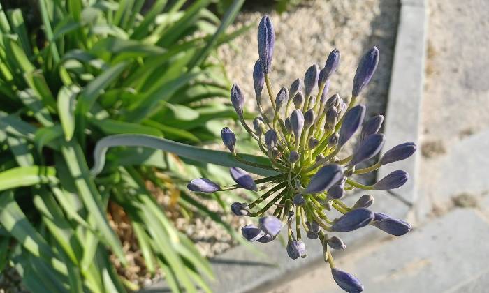 Puzzle Fleur