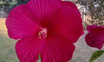 Puzzle 10400 - Hibiscus des marais