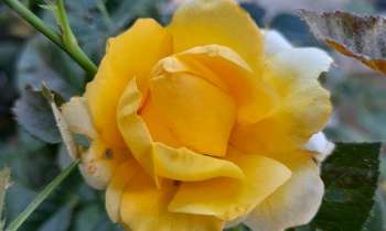 Puzzle 6868 - Rose jaune