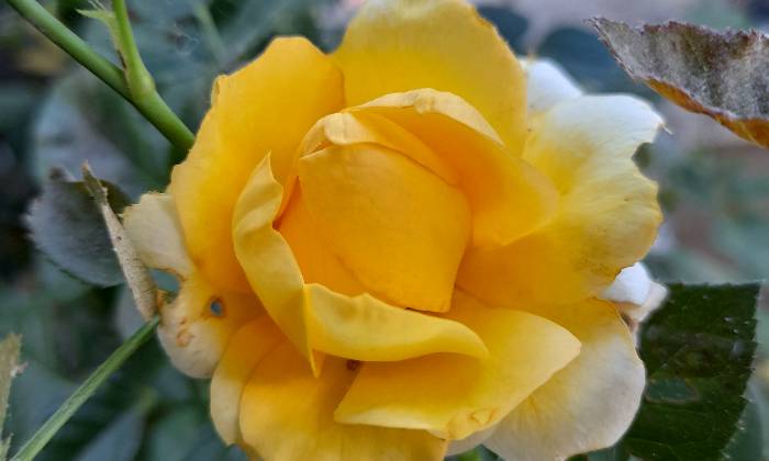 Puzzle Rose jaune
