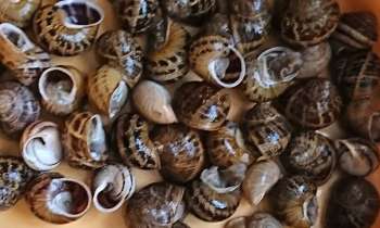 Puzzle 7157 - Escargots