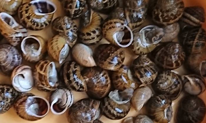 Puzzle Escargots