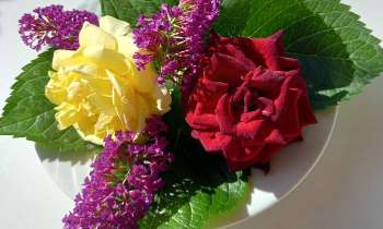 Puzzle 7622 - Roses d'anniversaire