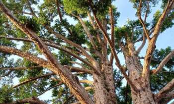 Puzzle 12338 - Arbres