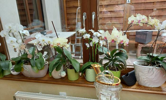 Puzzle Orchidées