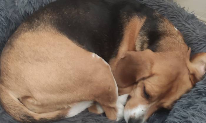 Puzzle Petite sieste