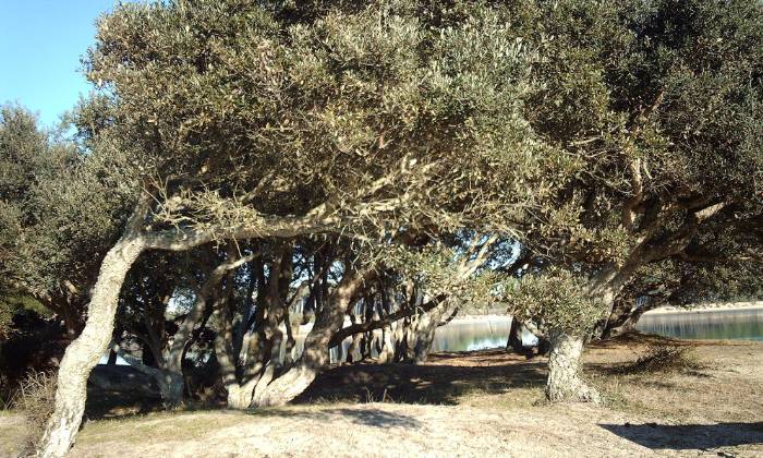 Puzzle chênes-lièges - Paysages & Fleurs - Absolu Puzzle