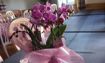 Puzzle 13723 - Orchidées