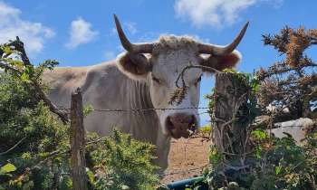 Puzzle 7805 - Animal