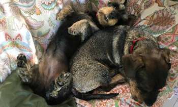 Puzzle 7684 - sieste