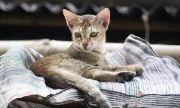 Puzzle 7419 - Chaton