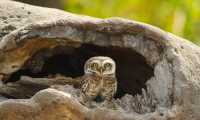 Puzzle Hibou