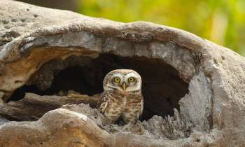 Puzzle 7011 - Hibou