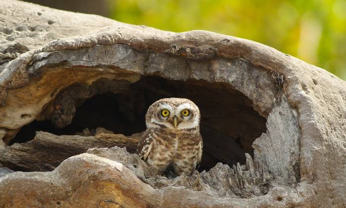 Puzzle Hibou