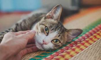 Puzzle 7097 - Caresser un chat