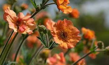 Puzzle 7634 - Fleurs