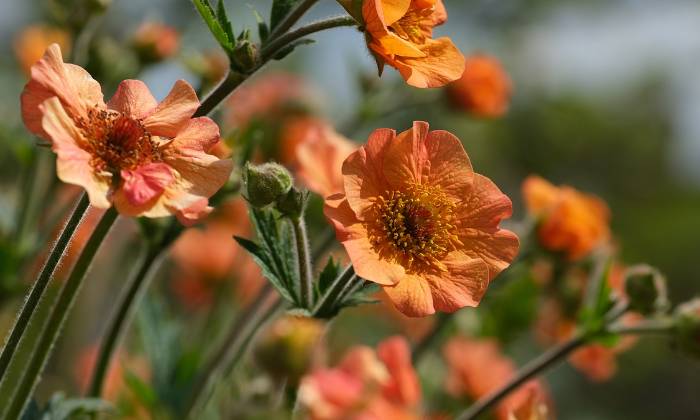 Puzzle Fleurs