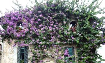 Puzzle 7090 - façade et bougainvillées
