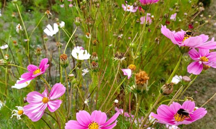 Puzzle Abeilles au travail