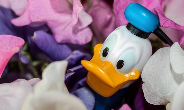 Puzzle Donald