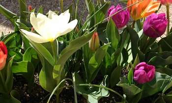 Puzzle 9443 - Fleurs