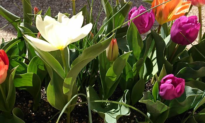 Puzzle Fleurs