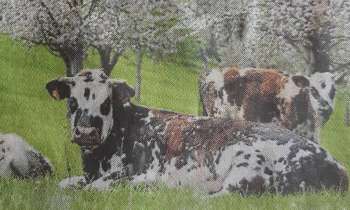 Puzzle 7537 - Animaux