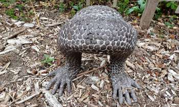 Puzzle 8392 - Drôle d'animal