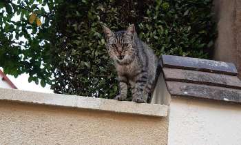 Puzzle 7494 - Chat