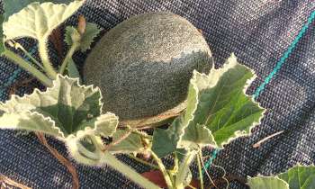 Puzzle 9047 - Melon