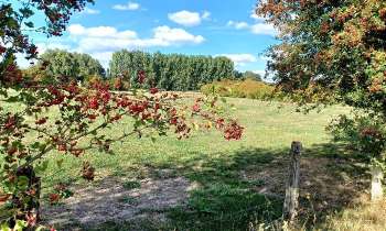 Puzzle 8349 - campagne