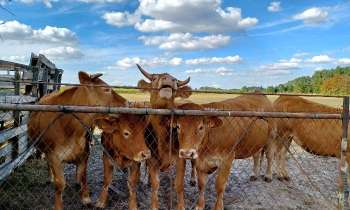Puzzle 7440 - Vaches dans le pré