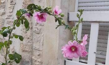 Puzzle 7007 - Fleurs