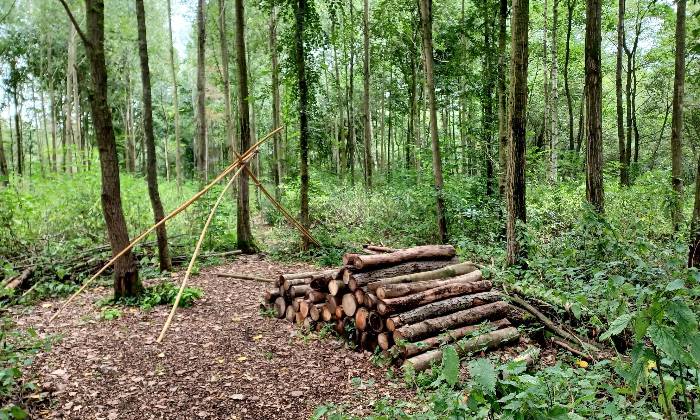Puzzle Forêt