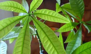 Puzzle 7548 - Plante verte