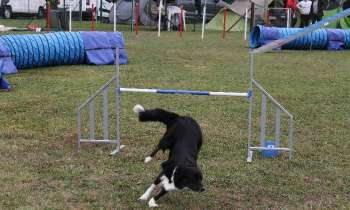 Puzzle 7045 - agility
