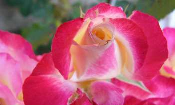 Puzzle 7664 - Rose magnifique