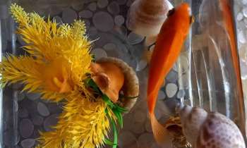 Puzzle 8308 - Poisson rouge