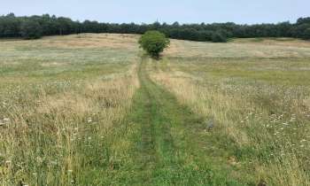Puzzle 9410 - Promenade dans les champs