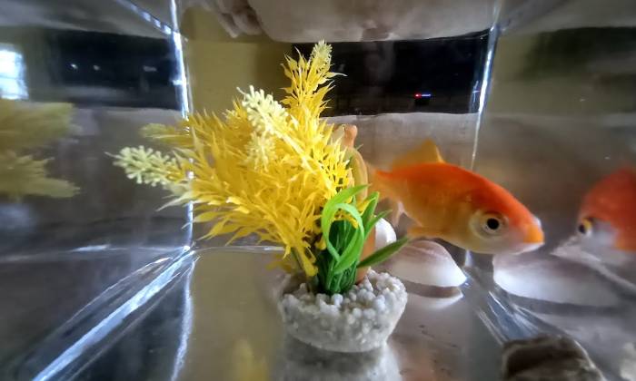 Puzzle Poisson rouge