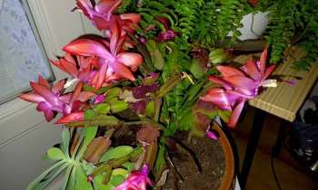 Puzzle 7450 - Plante